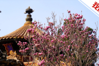 �����ʹ���԰��ɫ����̺�