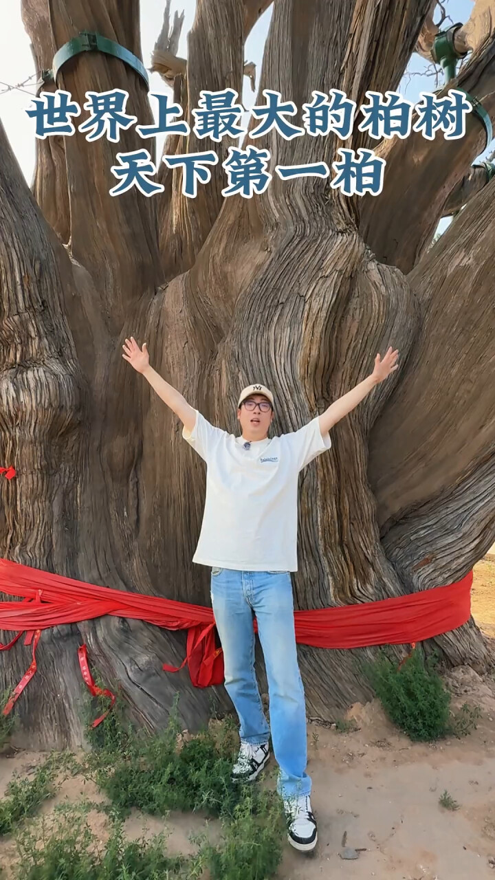 山西惊现世界上最大的柏树:天下第一柏!