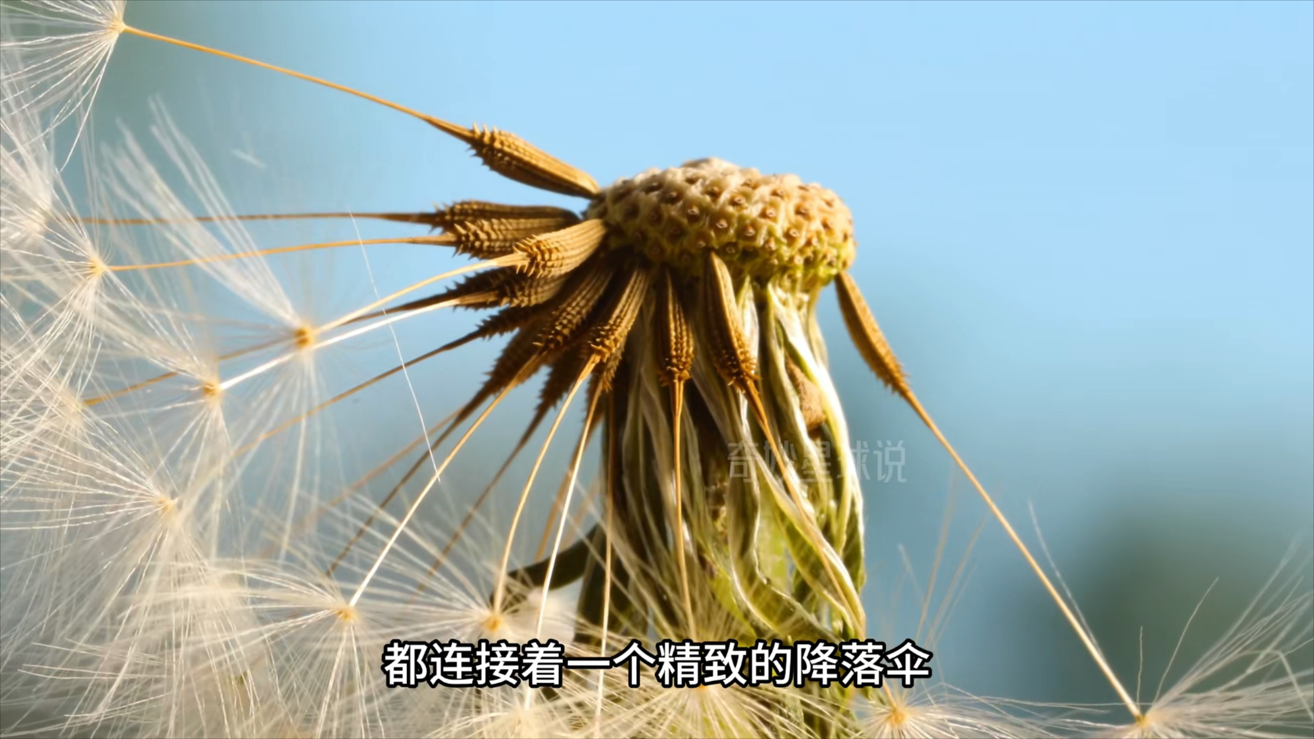 自带 “飞行外挂”！蒲公英种子一次能飞 90 多公里，这波操作太逆天_腾讯新闻