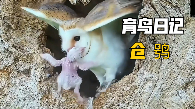 仓鸮爸爸狩猎回来与仓鸮妈妈争吵，一气之下带着孩子离家出走！_腾讯新闻