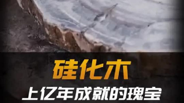 硅化木的地质奇观：上亿年演化造就的 “木化石” 价值解析丨纪录片_腾讯新闻