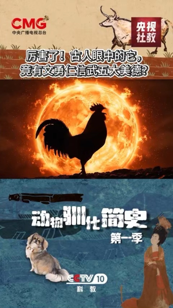 厉害了，古人眼中的它，竟有“文、武、勇、仁、信”五大美德｜动物驯化简史·鸡_腾讯新闻