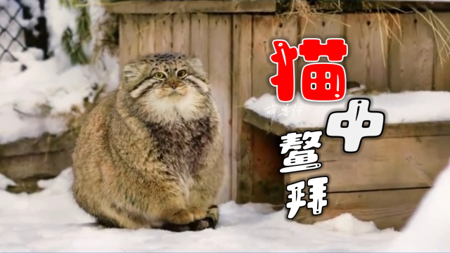 憨憨的兔逊有点搞笑，只是看起来有点不太聪明｜纪录片_腾讯新闻