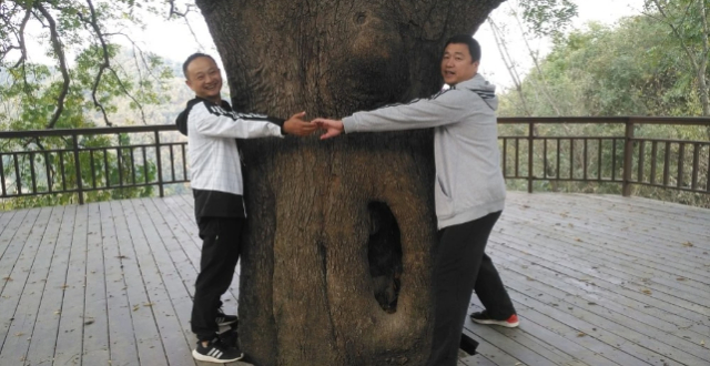 年轻人开始流行抱树：无厘头却有意义_腾讯新闻