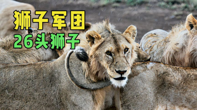 拥有26只狮子的超级狮群，母狮根本管不了,只能悄悄召唤狮王|纪录片_腾讯新闻