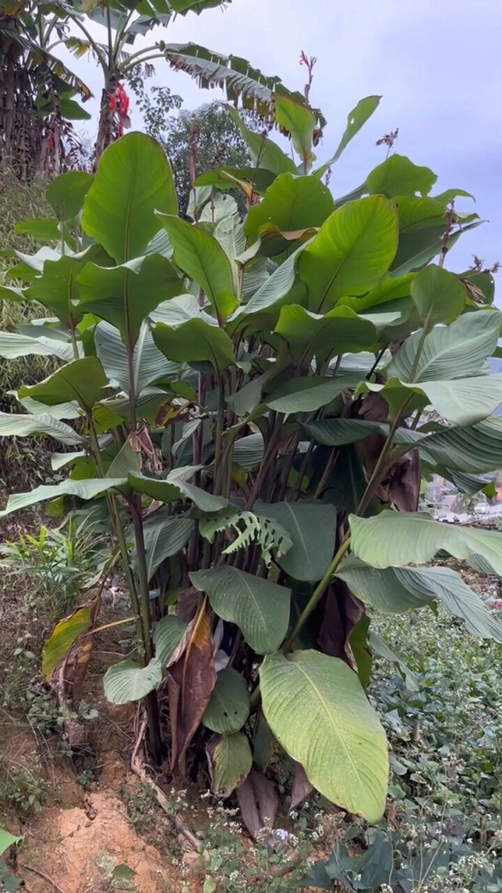 蕉芋也叫芭蕉芋,样子很像美人蕉,遇到了可别弄混了