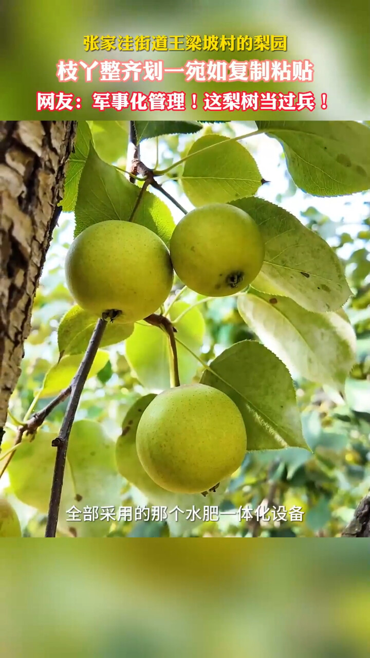 枝丫整齐划一 济南莱芜梨园的梨树当过兵_腾讯新闻