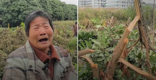 福州村民上百棵果树一夜被砍光，村支书：10多名同村村民所砍，系土地归属纠纷缩略图