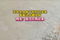玉米手虫如千军万马奔来，看着头皮都发麻，网友：放几只鸡过来腾讯新闻 