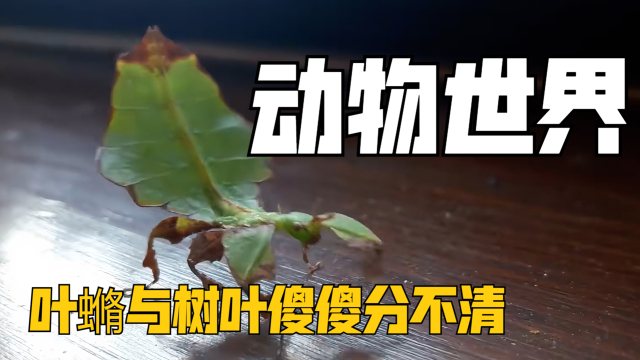 与树叶化身一体的叶䗛为保命竟然减肥，自制力让枯叶螳螂都自愧不如｜纪录片_腾讯新闻