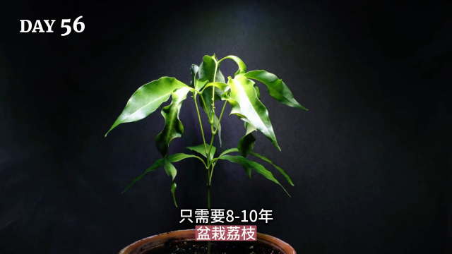教你在家种出好看的荔枝盆栽_腾讯新闻