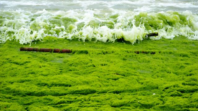 船在“草原”上跑：浒苔为何年年来山东？2.3倍绿潮正在毁掉黄海_腾讯新闻