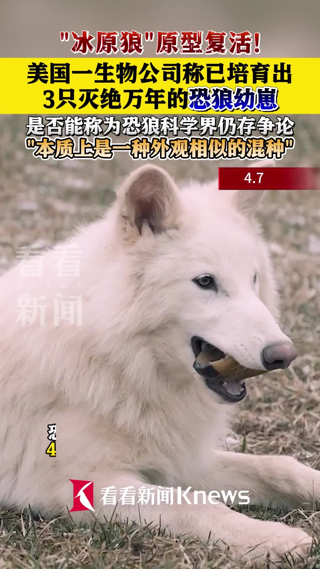 “冰原狼”复活！美公司培育出3只灭绝的恐狼幼崽_腾讯新闻