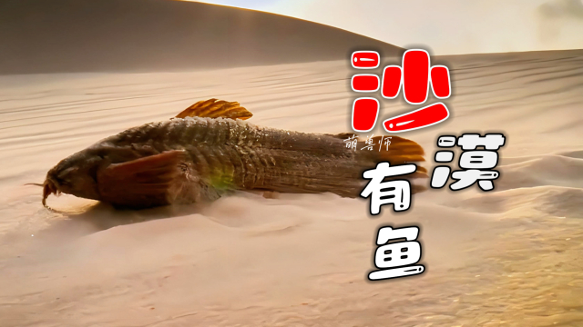 在沙漠中行走的鱼，这可真的是太秀了｜纪录片_腾讯新闻