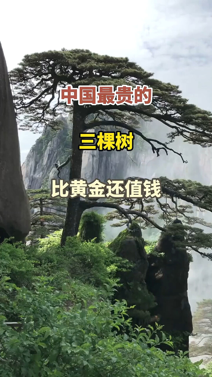走进中国自然遗产：揭秘投保亿元的母树大红袍、黄山迎客松及千年金丝楠木王_腾讯新闻