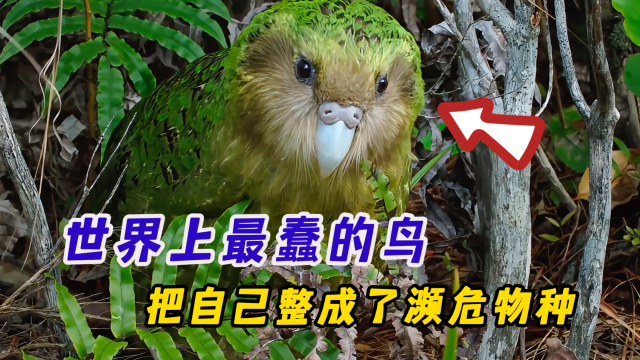 世界上最蠢的傻鸟，硬生生的把自己整成了濒危物种|纪录片_腾讯新闻