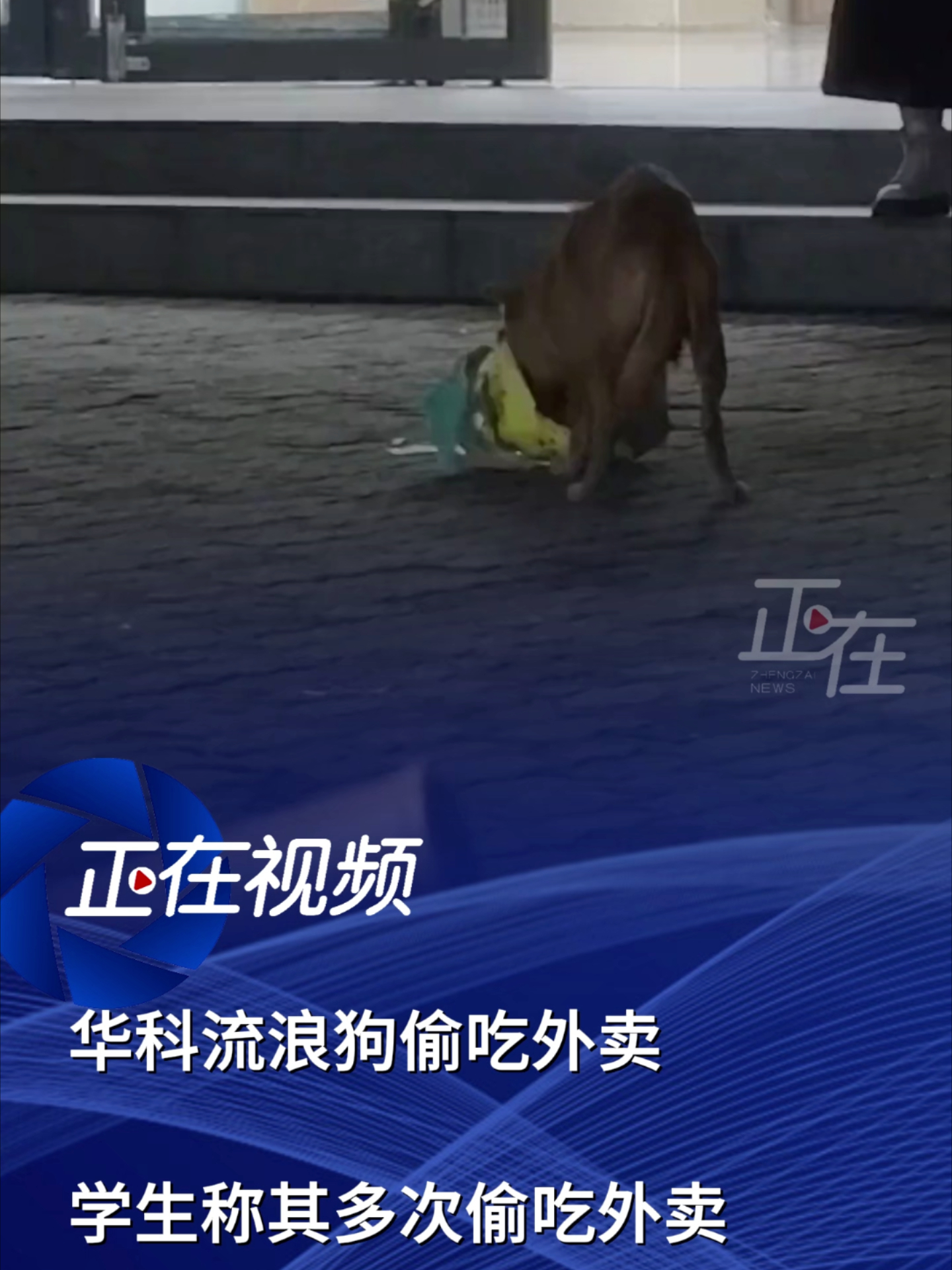 华科流浪狗偷吃学生外卖，学生称该流浪狗多次偷吃外卖_腾讯新闻