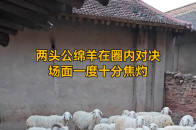 两头公绵羊在圈内对决，场面一度十分焦灼_腾讯新闻