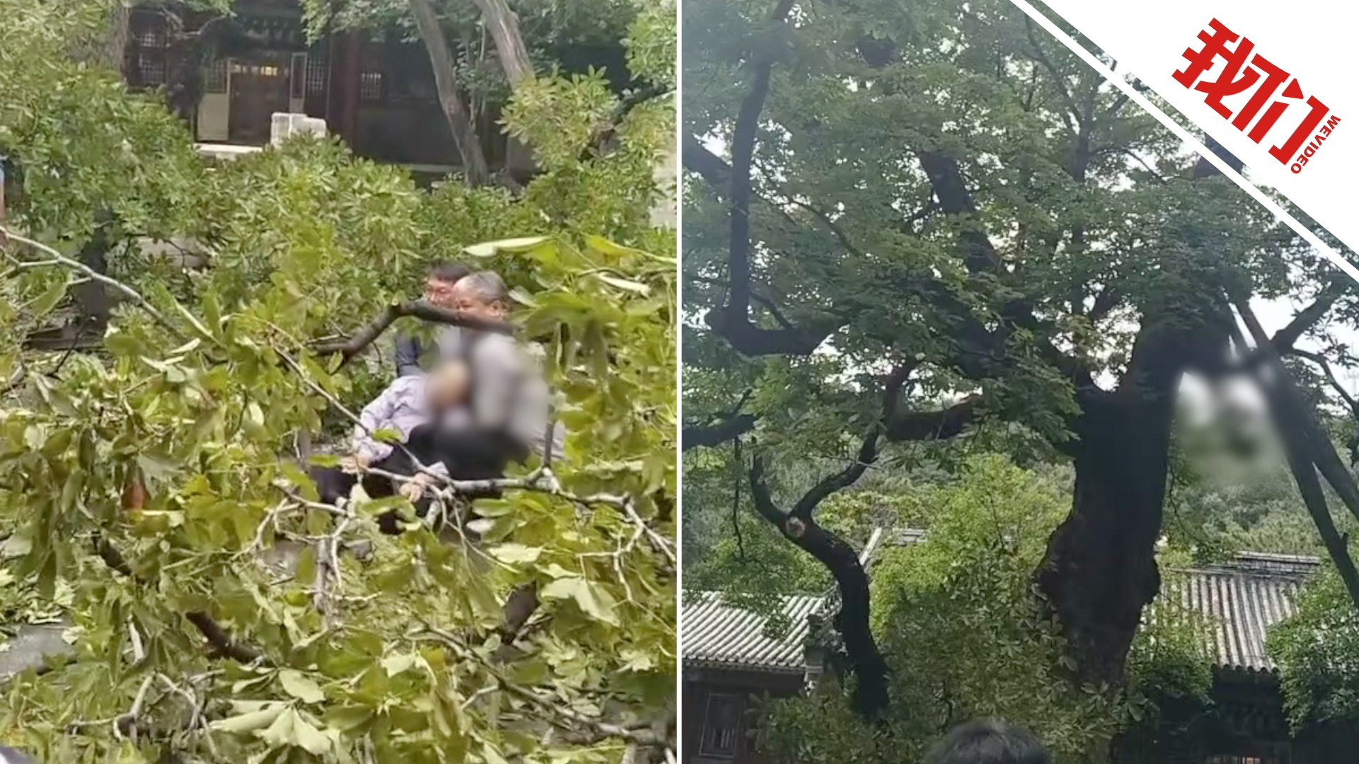 北京潭柘寺一树木树枝突然断裂砸中游客 景区：突发事件 伤者已送医_腾讯新闻