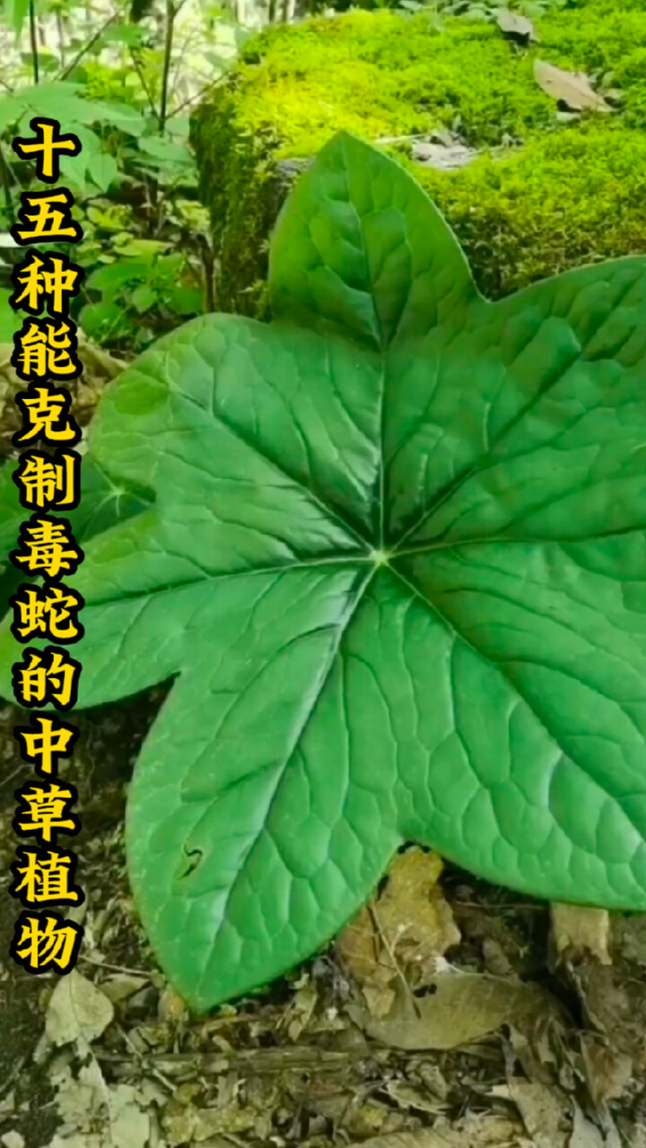 认识这15种驱蛇中草药,守护家园免蛇扰!你了解几种