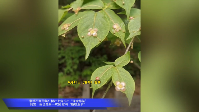 意想不到的美！树叶上竟长出“珠宝吊坠”网友：我也是第一次见 它叫“瘤枝卫矛”_腾讯新闻