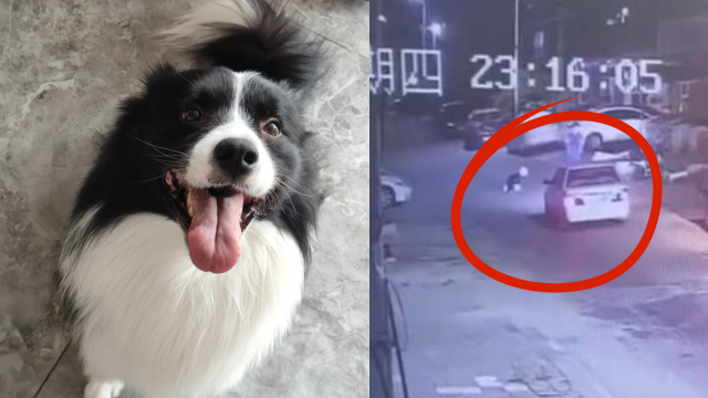 疑绝育手术失败，医院故意开车撞死狗！主人：医院说为我好，让保险赔_腾讯新闻