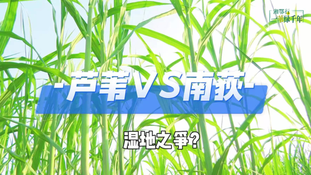 湘鄂行·一苇绿千年④ | “抢救”南荻！洞庭苇业把“实验室”搬到芦苇地_腾讯新闻