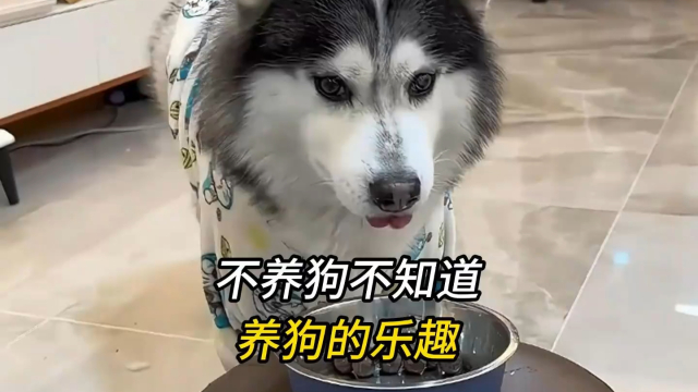 狗子：八嘎，你的，怎么说话的干活_腾讯新闻