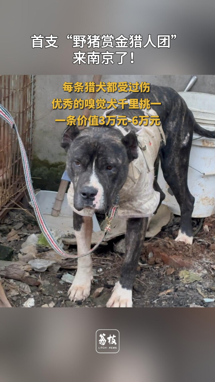 首支"野猪赏金猎人团"来南京了!