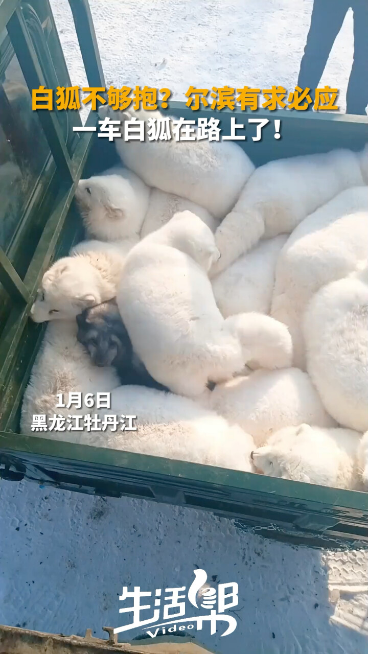 白狐不够抱？尔滨有求必应 一车白狐在路上了！_腾讯新闻