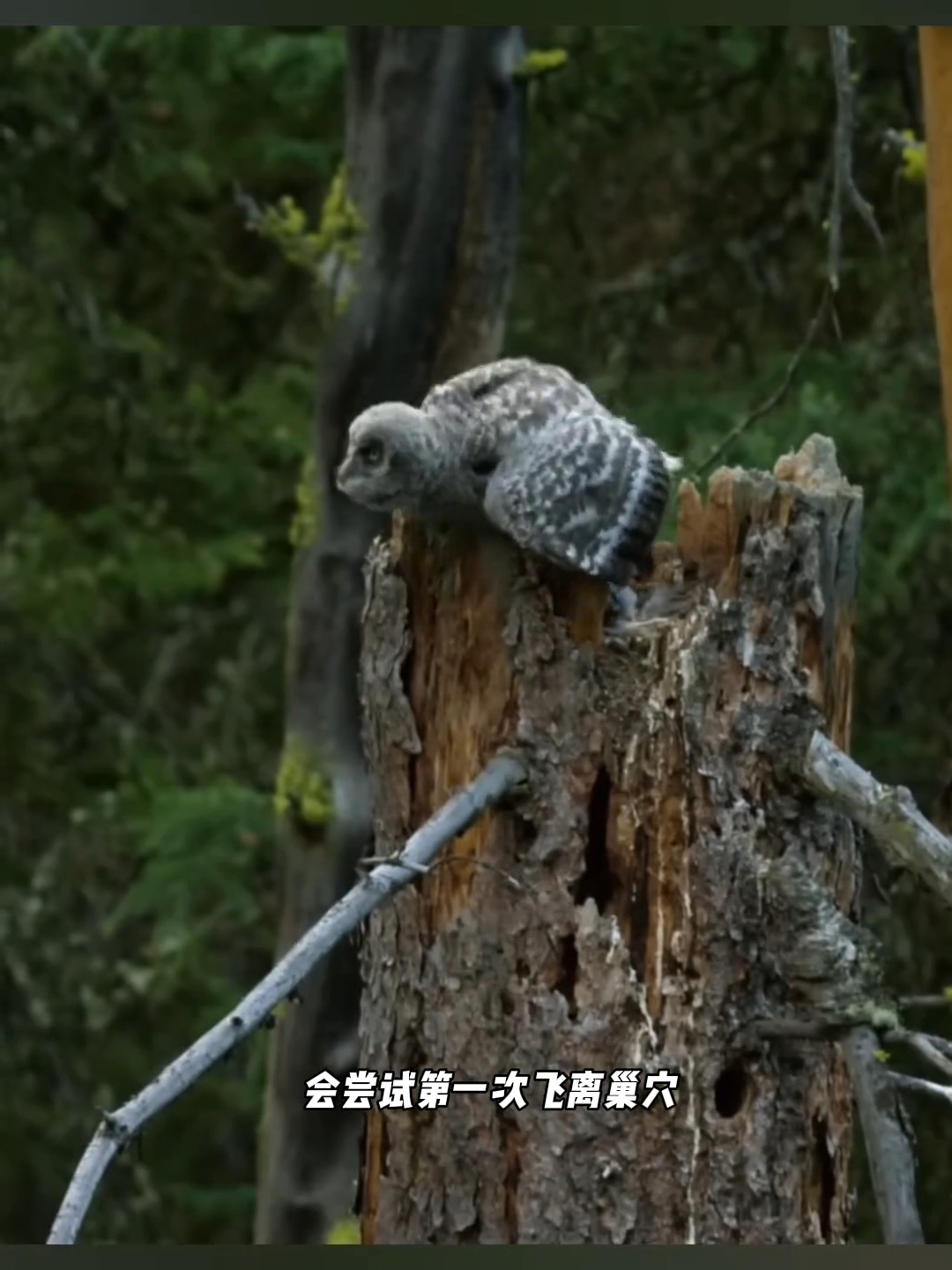 小乌林鸮的第一次飞行，有点狼狈_腾讯新闻