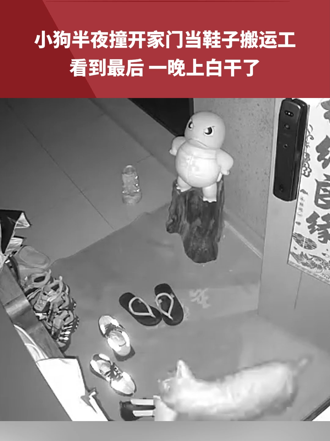 小狗半夜撞开家门当鞋子搬运工，看到最后 一晚上白干了_腾讯新闻