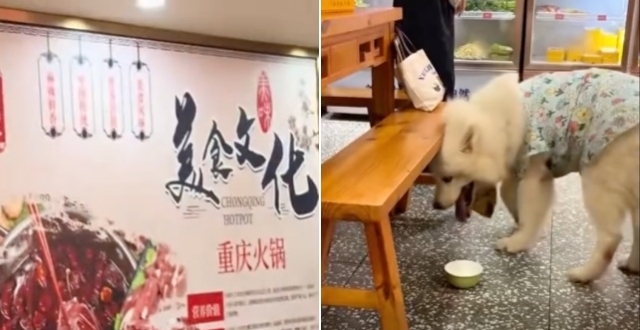 广东东莞一餐馆顾客用店内餐碗喂狗 店方：当场制止 并已报废涉事餐具缩略图