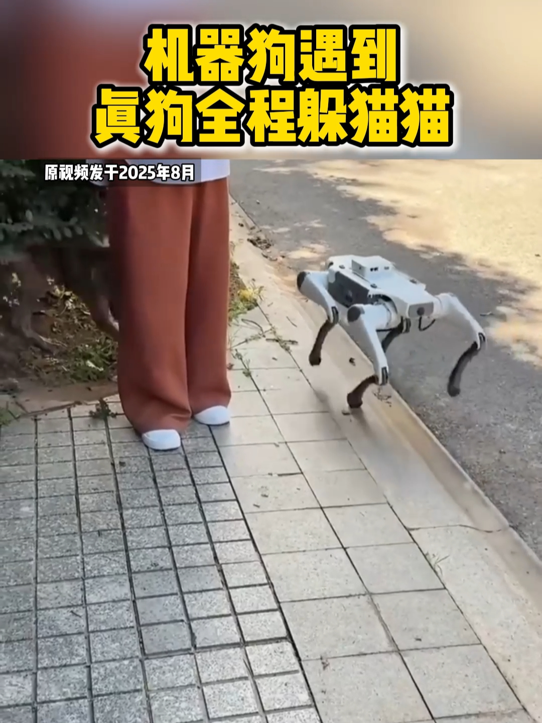真狗怕机器狗有原因！感受不到气息，全程躲猫猫超可爱_腾讯新闻