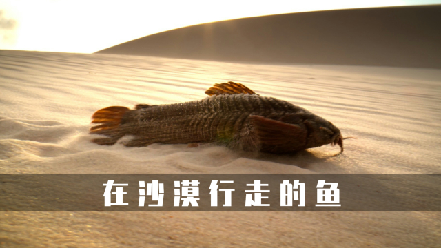 在沙漠行走的鱼，却成为了渔夫的指路明灯_腾讯新闻