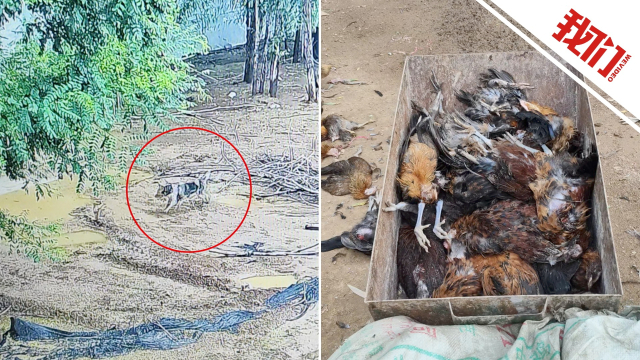 监拍狗群从养鸡场破损围栏闯入追咬鸡 负责人：两次咬死约600只鸡_腾讯新闻