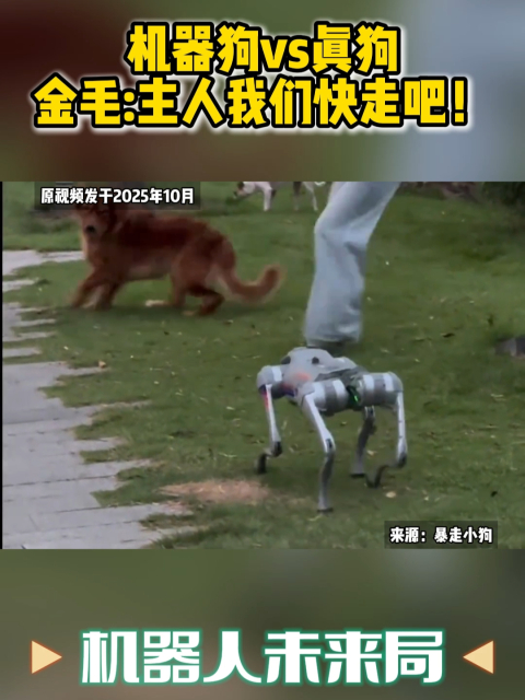 机器狗vs真狗 金毛主人我们快走吧！_腾讯新闻