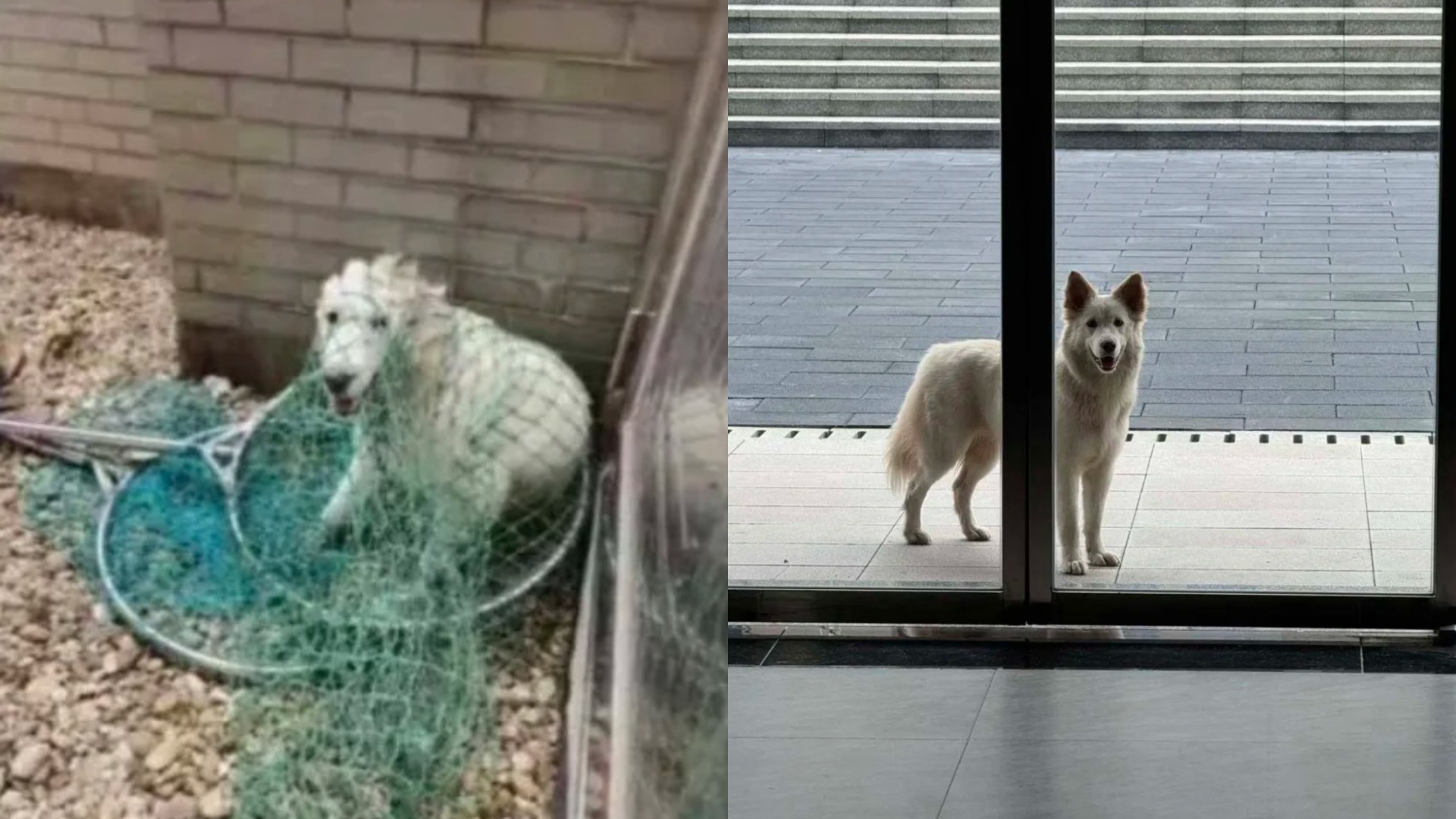宠物狗跑进高校，狗主人找狗时保安称“狗被吃了”，校方：系“开玩笑”_腾讯新闻