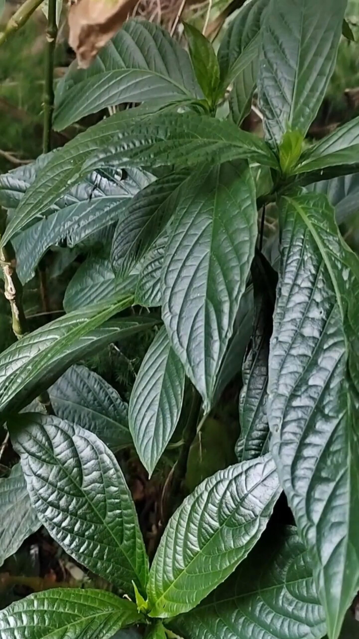 很多人只听过板蓝根却不知道板蓝,今天我们就来讲一讲这种植物