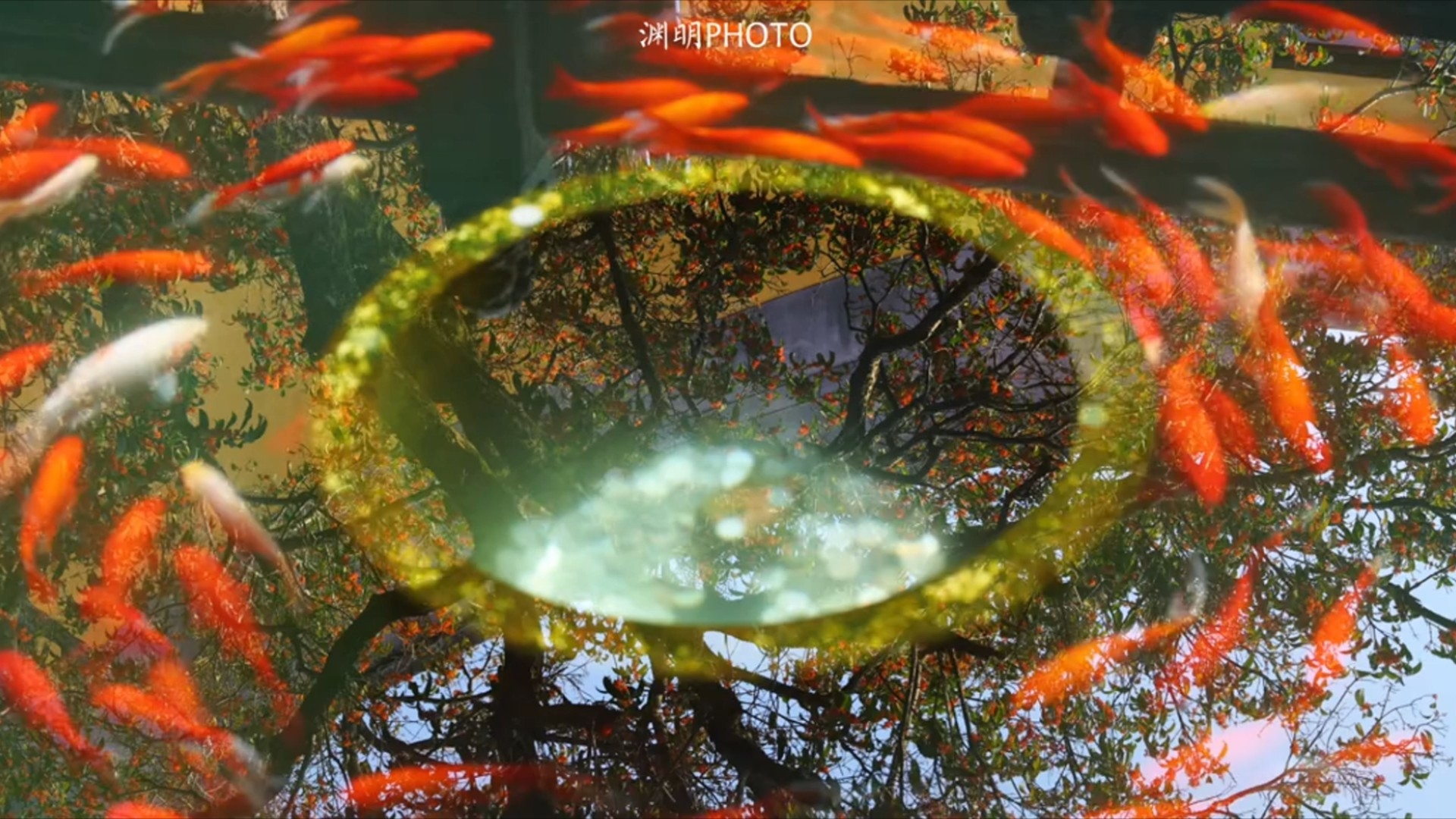 我拍到中式美学“桂花锦鲤图”，杭州法镜寺百年丹桂和锦鲤同框，拍摄于10月17日_腾讯新闻