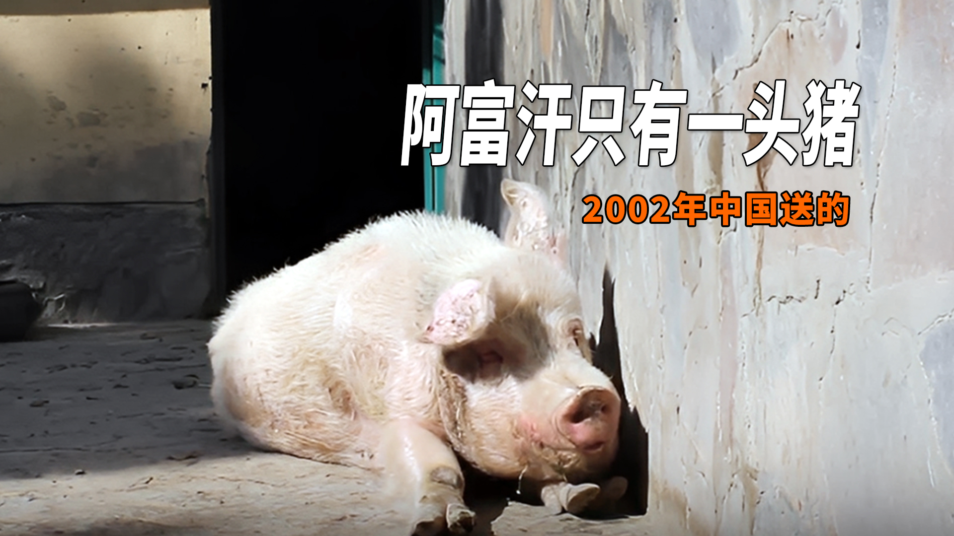 阿富汗全境只有一头猪，名字就叫“猪”，是2002年中国送的_腾讯新闻