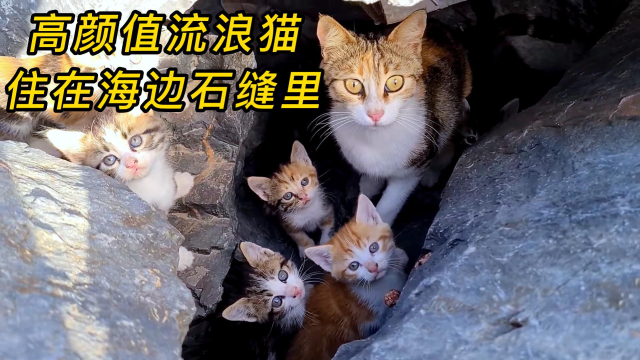 母猫带着小奶猫住在石缝里，长期的流浪生活，让它们害怕人类靠近 | 纪录片_腾讯新闻