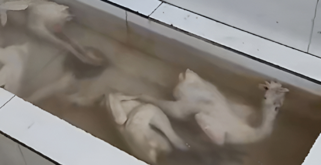 超市厕所蹲坑旁泡冷冻鸡？发布者称“泡一泡继续卖”；句容市监局：将介入调查缩略图