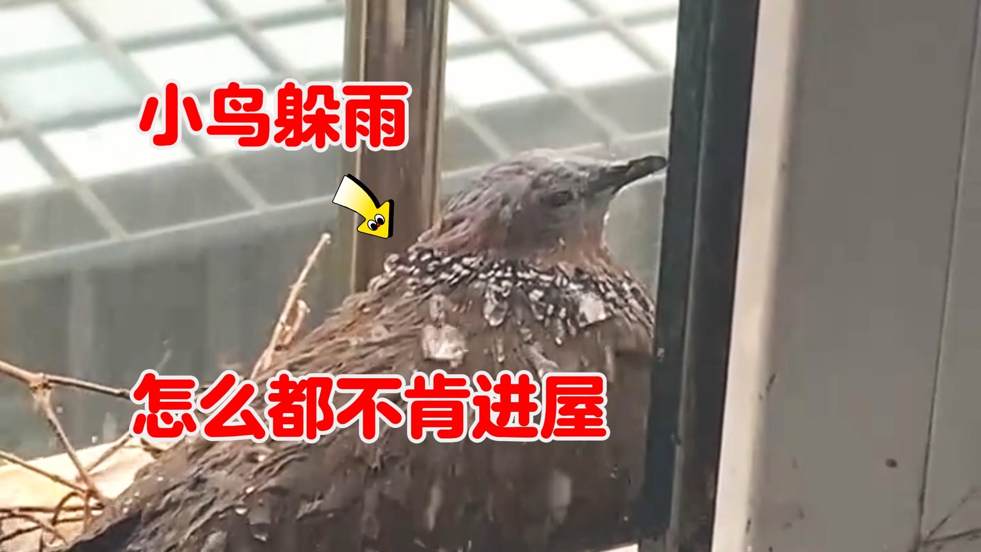 一只“傻鸟”在窗台躲雨，怎么劝都不肯进屋_腾讯新闻