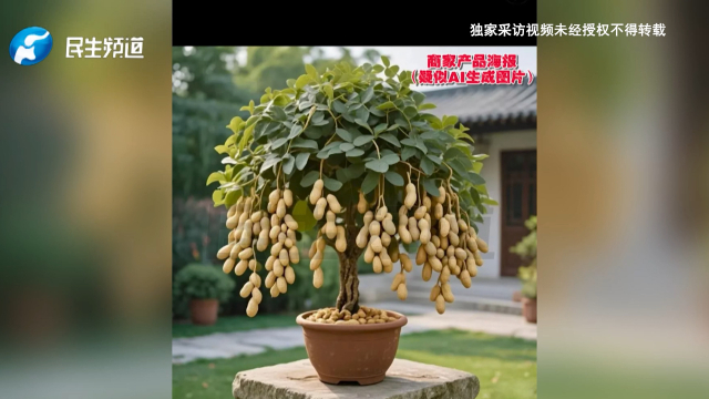 河南郑州：网购热销“新品花生树”浏览量超百万！花生真能长树上？商家声称是农科院研发的，农科院：没有！没见过这样的_腾讯新闻