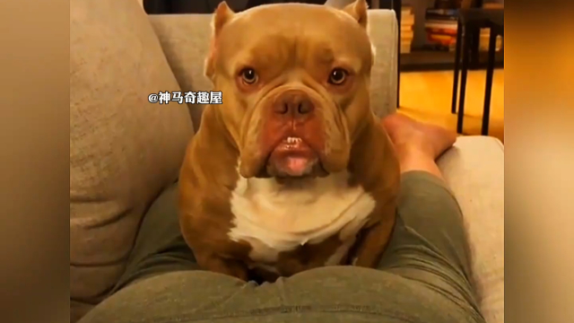 狗：要不这狗你来当吧，你更适合_腾讯新闻