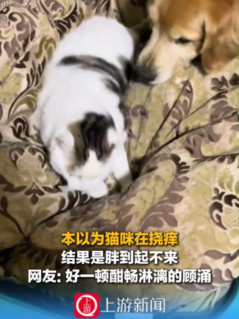本以为猫咪在挠痒，结果是胖到起不来，网友: 好一顿酣畅淋漓的顾涌_腾讯新闻