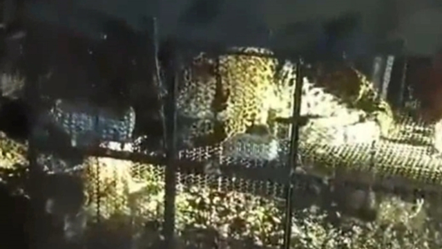 印度再发奇葩事件！豹子进村捕鸡，结果反被困在了鸡笼中_腾讯新闻