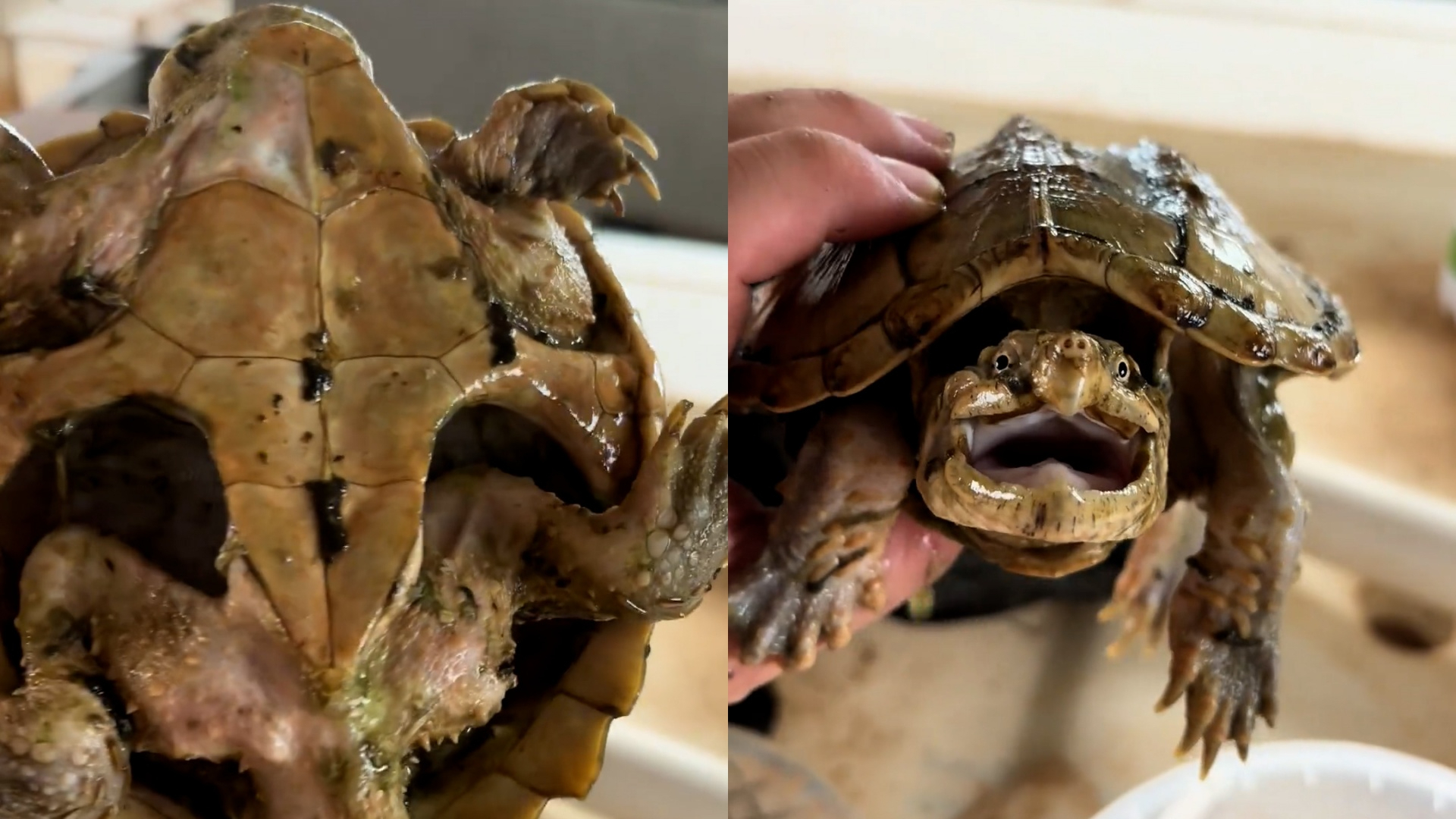 龟坚强！鳄龟被主人遗忘箱底1年瘦成皮包骨_腾讯新闻