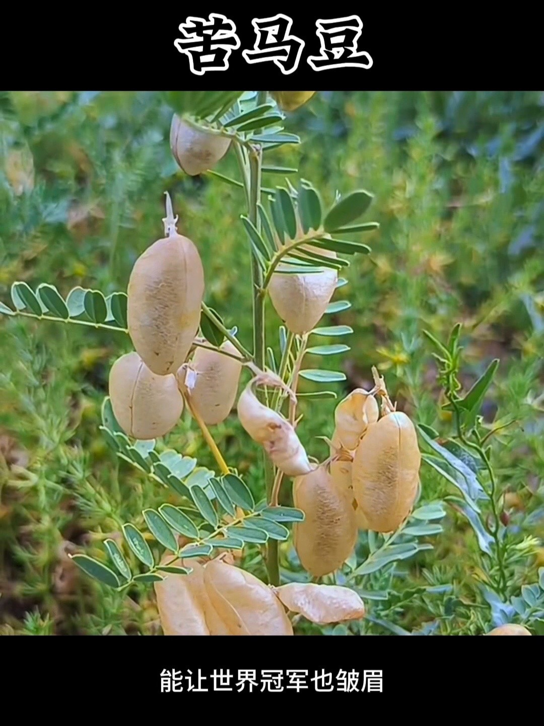 苦马豆（羊卵泡）：开着蝶形花的“爆荚”灌木，种子价值惊人_腾讯新闻